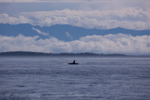 J39 Mako Southbound in Haro Strait