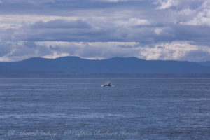 J pod Southbound in Haro Strait