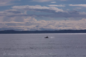 J pod Southbound in Haro Strait