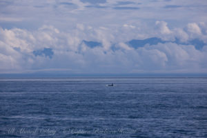 J pod Southbound in Haro Strait