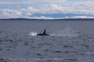 J pod Southbound in Haro Strait