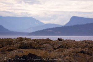 Black Oyster catcher Sentinel Rock