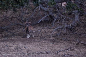 Muflon Ram Spieden Island