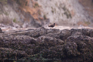 Black Oyster Catcher