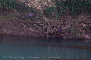 Purple Starfish