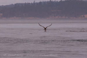 Bald Eagle grabs Rhinoceros Auklet in air