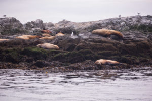 Stellers Sea Lions