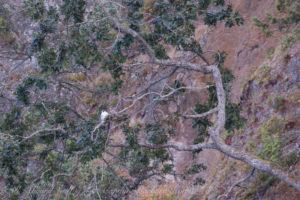 Peregrine Falcon on Gary Oak tree