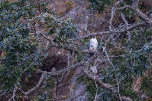 Peregrine Falcon on Gary Oak tree