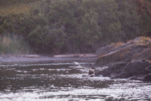 Harbor Seals