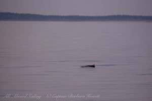 Harbor Porpoise