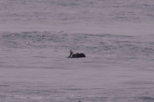 Harbor seal with fish