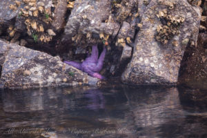 Purple Star fish