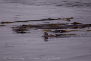 Female Harlequin duck, Whale rocks