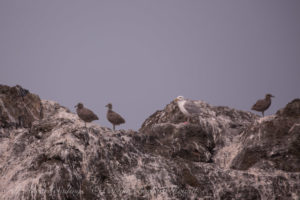 Glaucous Winged Gull with chicks