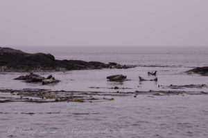 Harbor Seals