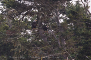 Pair Bald Eagle