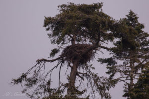 Bald Eagle nest