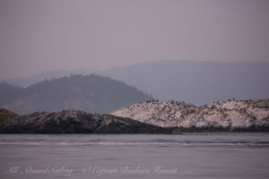 Bird Rocks Cormorant colony