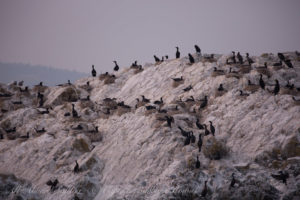 Bird Rocks with nesting Double Crested Cormorants