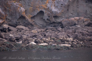 Harbor Seals Flattop Island