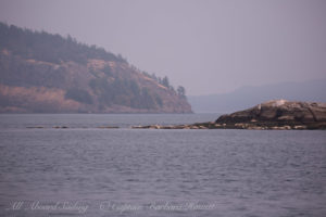 White Rock Harbor Seal haulout