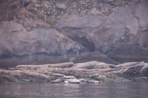 Harbor Seals hauled out at Skipjack National Wildlife Regfuge