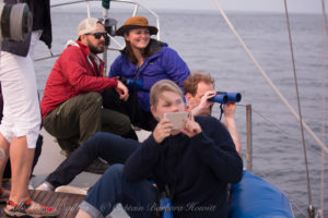 Whale watching Sailing