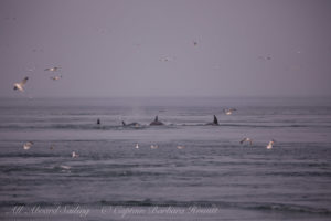 T36s chasing harbor Porpoise at Boiling Reef