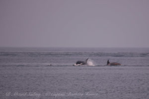 T36s with a Harbor Porpoise on the left