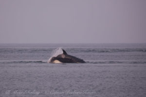 T36A1 lunges after a Harbor Porpoise