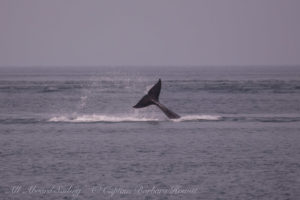 T36A1 lunges after a Harbor Porpoise