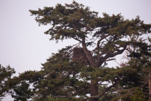 Bald eagle nest Patos Island