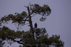 Bald eagle