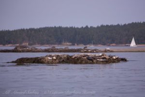 Harbor seals hauled out at Shirt Tail reef