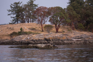 Harbor seals hauled out at Yellow Island