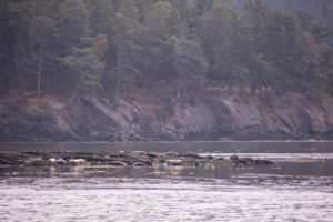 Harbor seals hauled out in New Channel