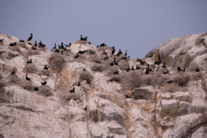 Double crested Cormorants Mandarte Island