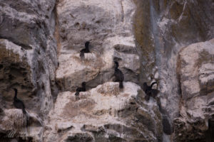 Pelagic Cormorants Mandarte Island