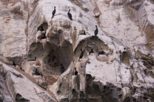 Pelagic Cormorants Mandarte Island