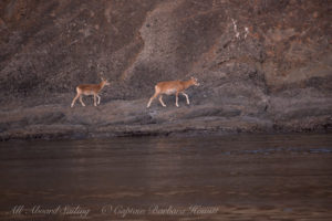 Mouflon sheep Spieden Island