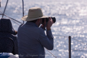 Whale watching sailing