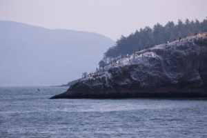 Cormorants on Bare Island