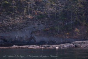 Harbor Seals on Skipjack Island