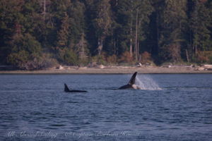 T2Cs hunting Harbor Seals