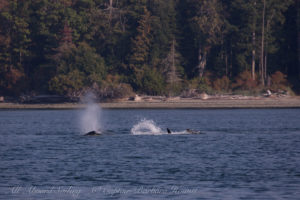 T2Cs hunting Harbor Seals