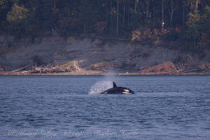 T2Cs hunting Harbor Seals