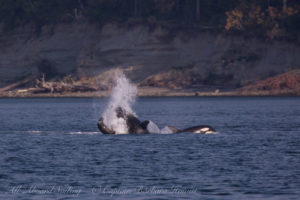 T2Cs hunting Harbor Seals