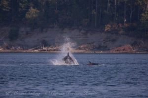 T2Cs hunting Harbor Seals