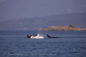 T2Cs hunting Harbor Seals